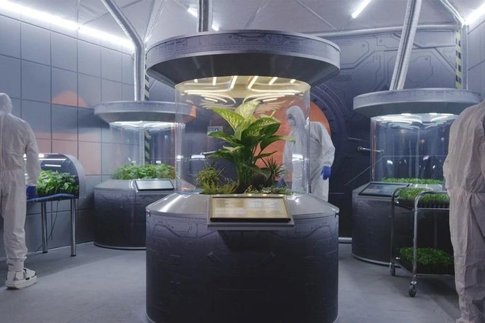 Các nhà khoa học trồng cây ăn được bằng phân bón làm từ bụi Sao Hỏa