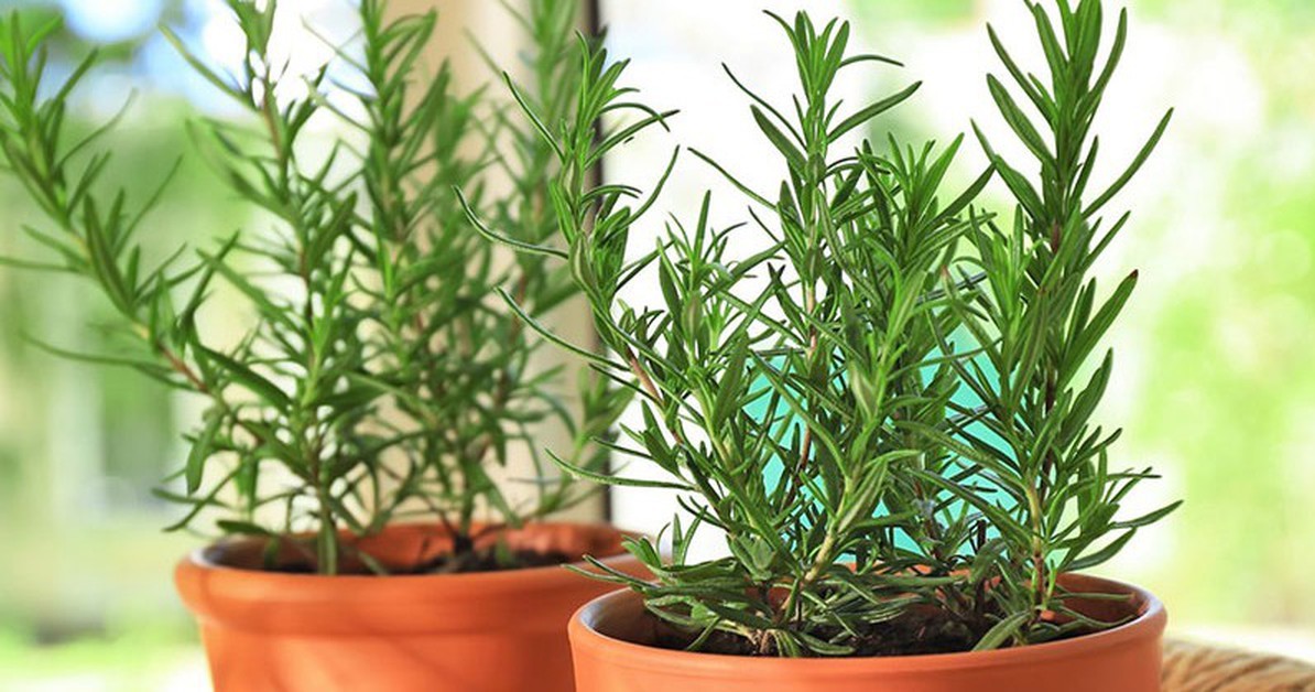 3 cây trồng trong nhà đuổi muỗi hiệu quả