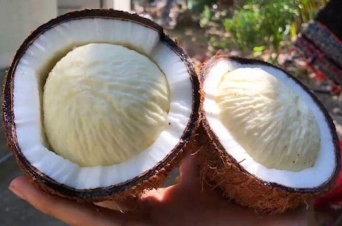 Xơ dừa, gáo dừa, mầm dừa: “Kho báu” ít người biết của quả dừa
