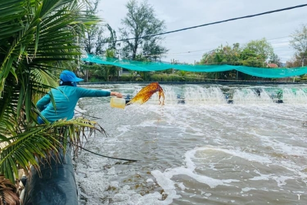 Mùa nắng nóng: Quản lý bùn đáy ao nuôi tôm để hạn chế khí độc và dịch bệnh