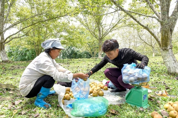 Lê Tuyên Quang được mùa, nông dân phấn khởi vì giá bán tăng