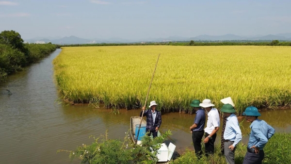 Nuôi tôm càng xanh "vượt lũ" thích ứng với biến đổi khí hậu