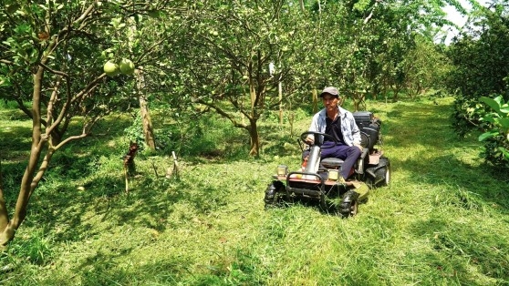Áp dụng công nghệ canh tác cây ăn quả: Vừa nhàn, vừa tiết kiệm chi phí