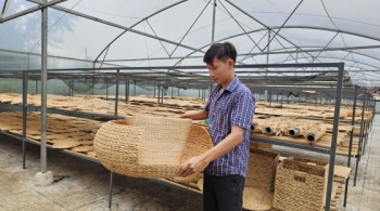 Cần Thơ: Doanh nghiệp tối ưu năng lượng tự nhiên, giảm phát thải khí nhà kính