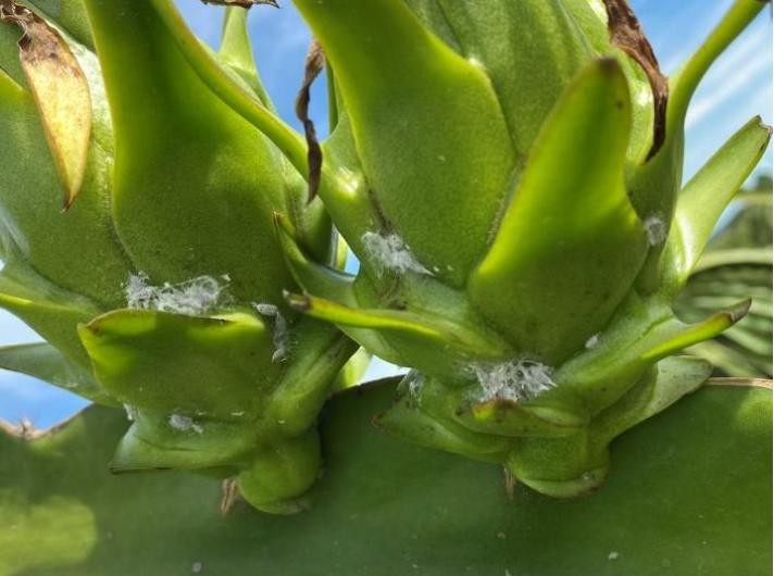 Quy trình quản lý tổng hợp rệp sáp giả hại cây thanh long theo hướng sinh học