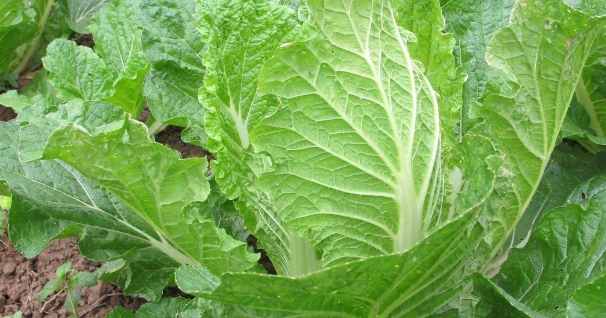 Loại rau quen thuộc là “lá chắn” phòng ung thư đại trực tràng