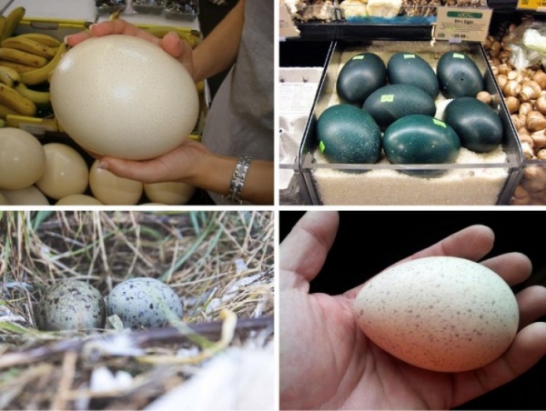 5 loại trứng đắt nhất hành tinh, giới nhà giàu săn lùng bằng được