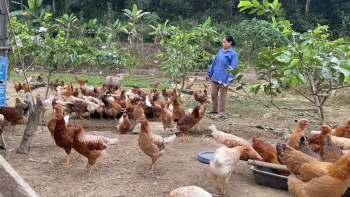 Cao Bằng chăn nuôi an toàn mùa nắng nóng