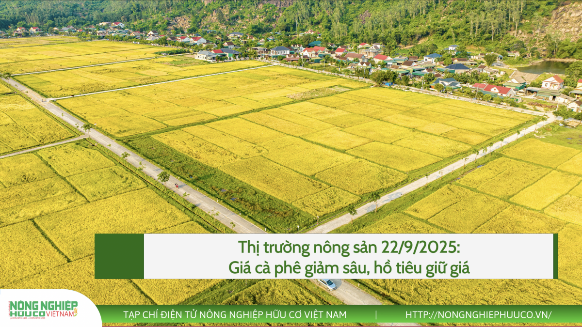 Thị trường nông sản 22/9/2025: Giá cà phê giảm sâu, hồ tiêu giữ giá