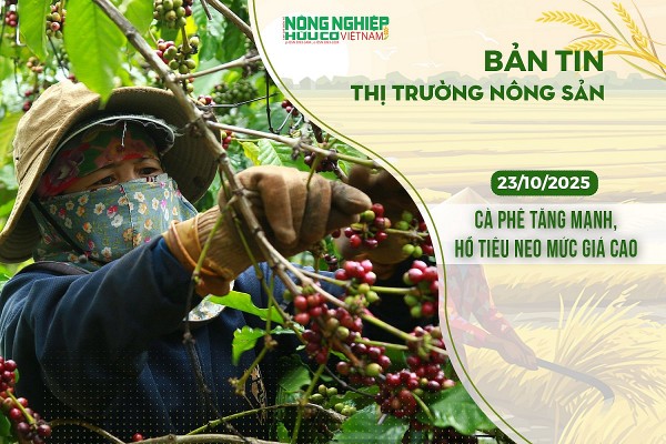 Thị trường nông sản 23/10/2025: Cà phê tăng mạnh, hồ tiêu neo mức giá cao