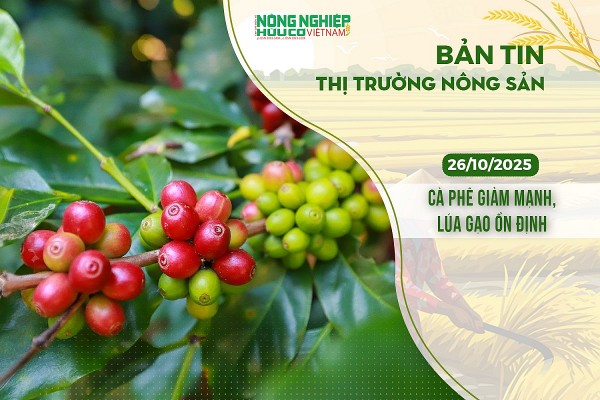 Thị trường nông sản 26/10/2025: Cà phê giảm mạnh, lúa gạo ổn định Thị trường nông sản 26/10/2025: Cà phê giảm mạnh, lúa gạo ổn định