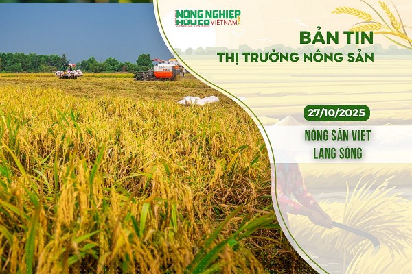 Thị trường nông sản 27/10/2025: Nông sản trong nước giữ trạng thái ổn định Thị trường nông sản 27/10/2025: Nông sản trong nước giữ trạng thái ổn định