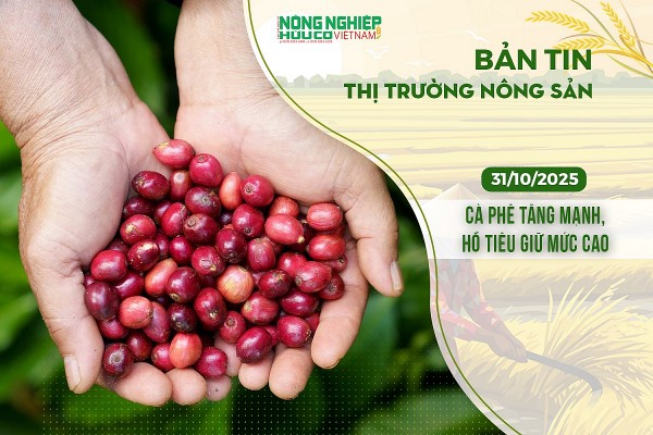 Thị trường nông sản 31/10/2025: Cà phê tăng mạnh, hồ tiêu giữ mức cao Thị trường nông sản 31/10/2025: Cà phê tăng mạnh, hồ tiêu giữ mức cao