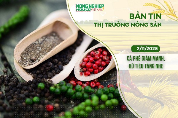 Thị trường nông sản 2/11/2025: Cà phê giảm mạnh, hồ tiêu tăng nhẹ