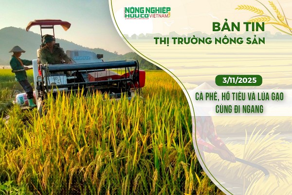 Thị trường nông sản 3/11/2025: Cà phê, hồ tiêu và lúa gạo cùng đi ngang