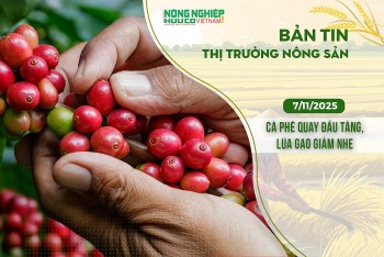 Thị trường nông sản 7/11/2025: Cà phê quay đầu tăng, lúa gạo giảm nhẹ