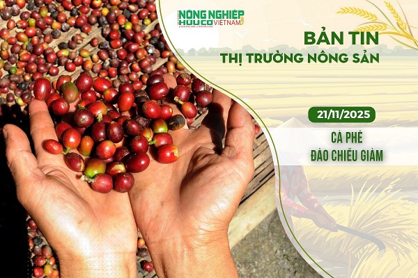 Thị trường nông sản 21/11/2025: Cà phê đảo chiều giảm