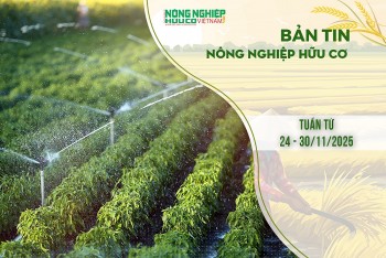 Bản tin Nông nghiệp Hữu cơ, tuần từ 24 - 30/11/2025
