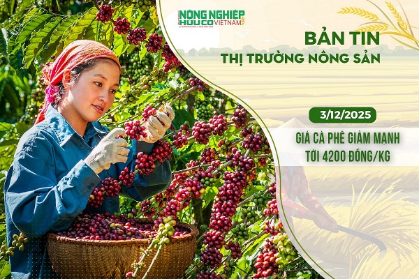 Thị trường nông sản 3/12/2025: Giá cà phê giảm mạnh tới 4.200 đồng/kg