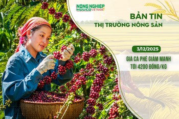 Thị trường nông sản 03/12/2025: Giá cà phê giảm mạnh tới 4.200 đồng/kg