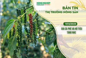 Thị trường nông sản 11/12/2025: Giá cà phê và hồ tiêu tăng nhẹ