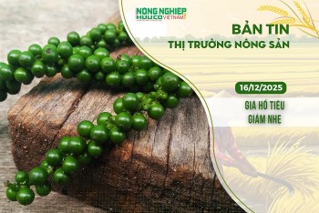 Thị trường nông sản 16/12/2025: Giá hồ tiêu giảm nhẹ