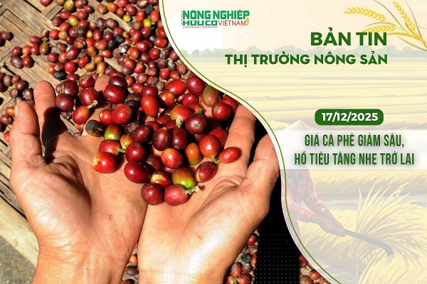 Thị trường nông sản 17/12/2025: Giá cà phê giảm sâu, hồ tiêu tăng nhẹ trở lại