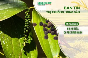 Thị trường nông sản 19/12/2025: Giá hồ tiêu, cà phê giảm mạnh
