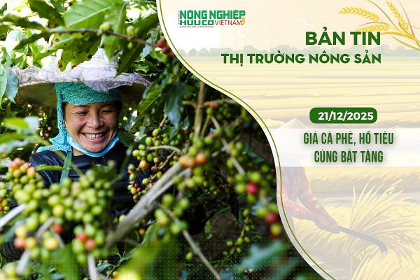 Thị trường nông sản 21/12/2025: Giá cà phê, hồ tiêu cùng bật tăng