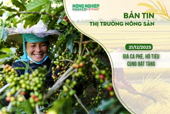 Thị trường nông sản 21/12/2025: Giá cà phê, hồ tiêu cùng bật tăng
