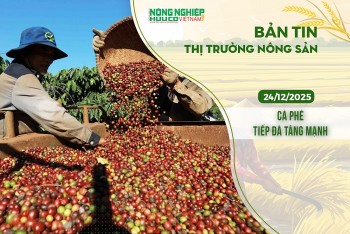 Thị trường nông sản 24/12/2025: Cà phê tiếp đà tăng mạnh