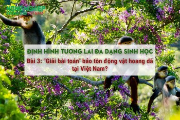 Định hình tương lai đa dạng sinh học- Bài 3: "Giải bài toán" bảo tồn động vật hoang dã tại Việt Nam?