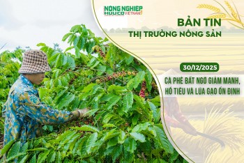 Thị trường nông sản 30/12/2025: Cà phê bất ngờ giảm mạnh, hồ tiêu và lúa gạo ổn định