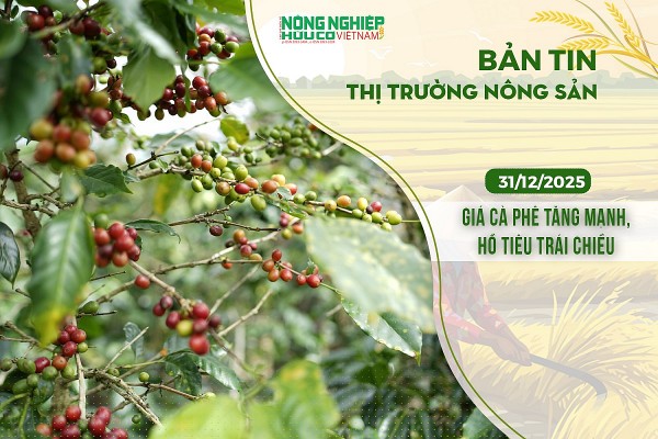Thị trường nông sản 31/12/2025: Giá cà phê tăng mạnh, hồ tiêu biến động trái chiều