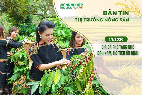 Thị trường nông sản  1/1/2026: Giá cà phê tăng nhẹ ngày đầu năm, hồ tiêu ổn định