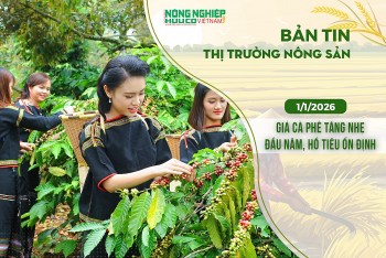 Thị trường nông sản  1/1/2026: Giá cà phê tăng nhẹ ngày đầu năm, hồ tiêu ổn định