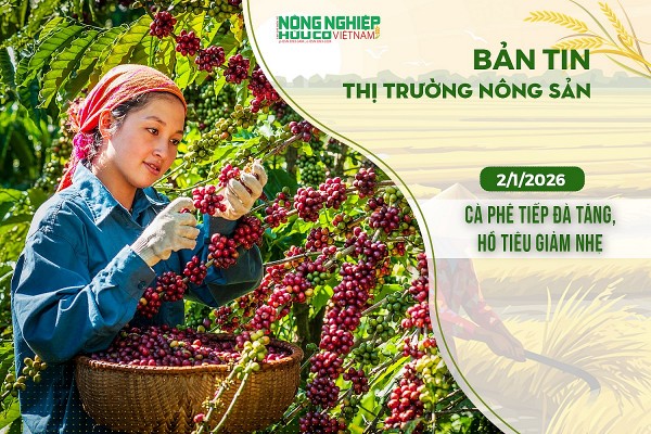 Thị trường nông sản 2/1/2026: Cà phê tiếp đà tăng, hồ tiêu giảm nhẹ