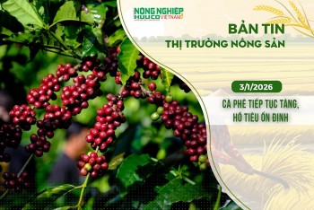 Thị trường nông sản 3/1/2026: Cà phê tiếp tục tăng, hồ tiêu ổn định