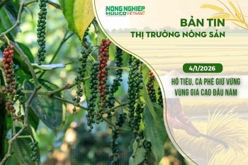Thị trường nông sản 4/1/2026: Hồ tiêu, cà phê giữ vững vùng giá cao đầu năm