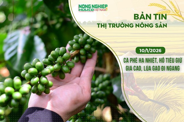 Thị trường nông sản 10/1/2026: Cà phê hạ nhiệt, hồ tiêu giữ giá cao, lúa gạo đi ngang