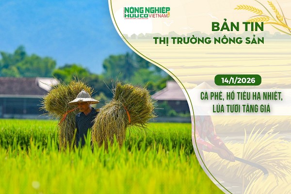 Thị trường nông sản 14/1/2026: Cà phê, hồ tiêu hạ nhiệt, lúa tươi tăng giá