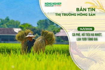 Thị trường nông sản 14/1/2026: Cà phê, hồ tiêu hạ nhiệt, lúa tươi tăng giá