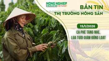 Thị trường nông sản 15/1/2026: Cà phê tăng nhẹ, lúa tươi giảm đồng loạt