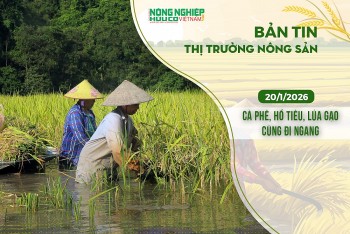 Thị trường nông sản 20/1/2026: Cà phê, hồ tiêu, lúa gạo cùng đi ngang