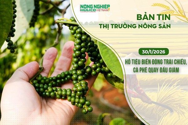 Thị trường nông sản 30/1/2026: Hồ tiêu biến động trái chiều, cà phê quay đầu giảm