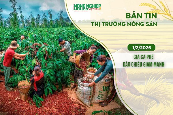 Thị trường nông sản 01/2/2026: Cà phê đảo chiều giảm mạnh