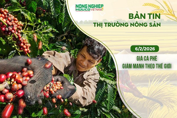 Thị trường nông sản 6/2/2026: Giá cà phê giảm mạnh theo thế giới
