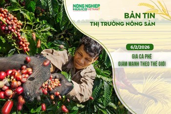 Thị trường nông sản 6/2/2026: Giá cà phê giảm mạnh theo thế giới