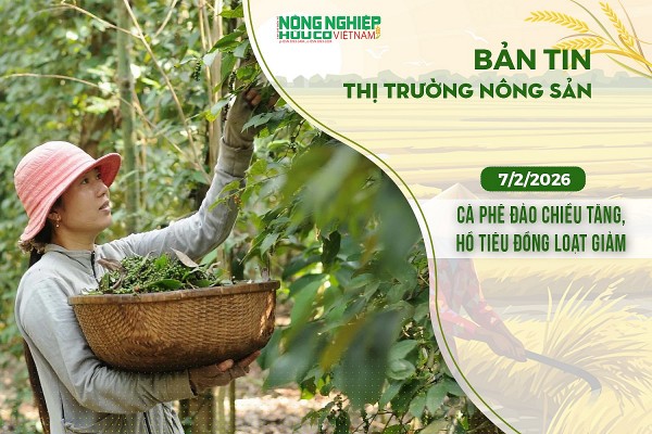 Thị trường nông sản 7/2/2026: Cà phê đảo chiều tăng, hồ tiêu đồng loạt giảm