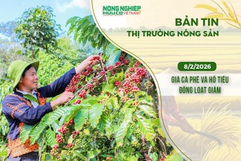 Thị trường nông sản 8/2/2026: Giá cà phê và hồ tiêu đồng loạt giảm